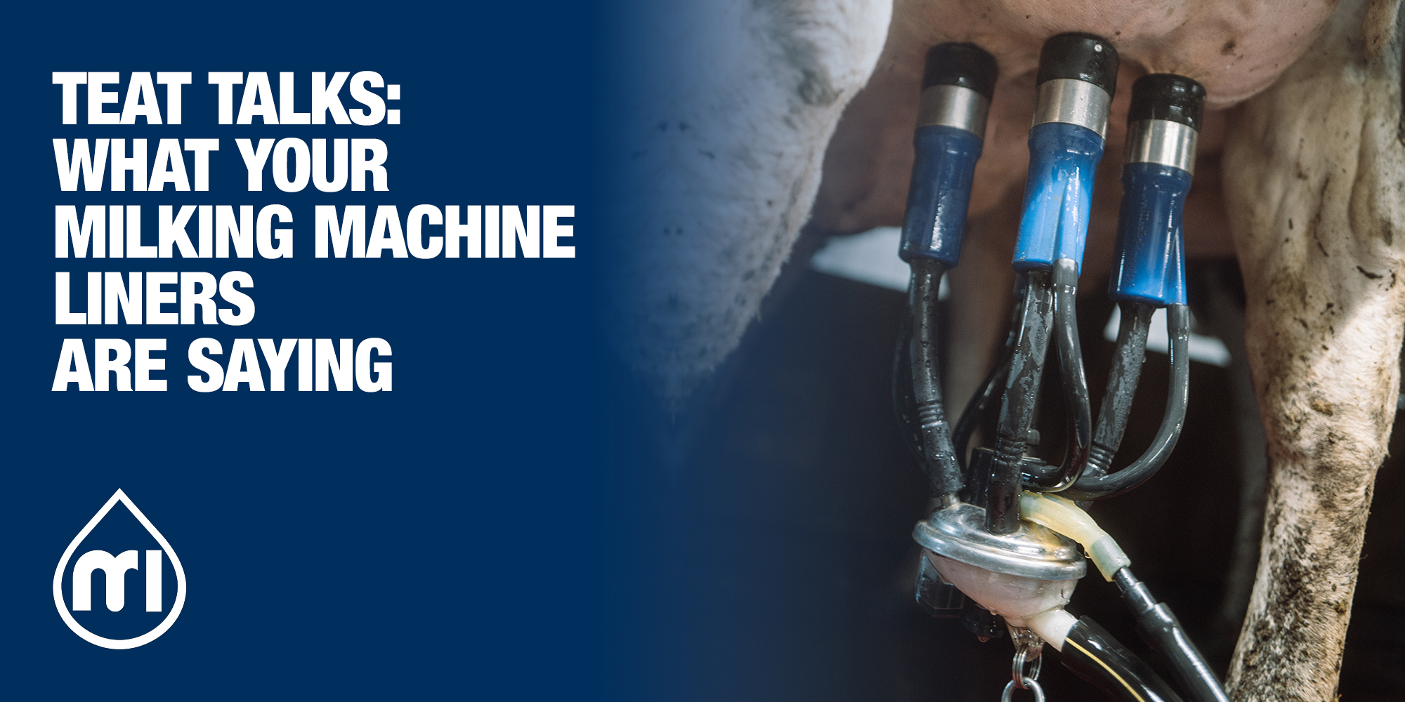 Teat talks: what your milking machine liners are saying