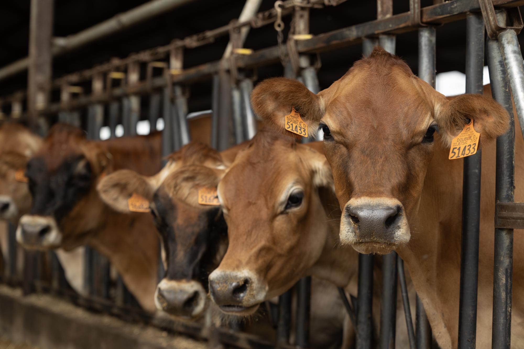 Cows